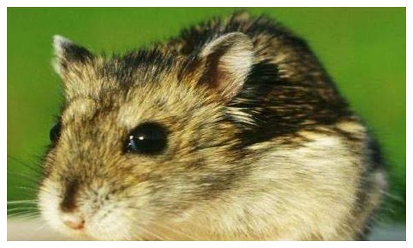 2、七二年属鼠人在年的命运