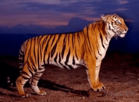 2、属虎和属蛇的相差3岁般配吗?