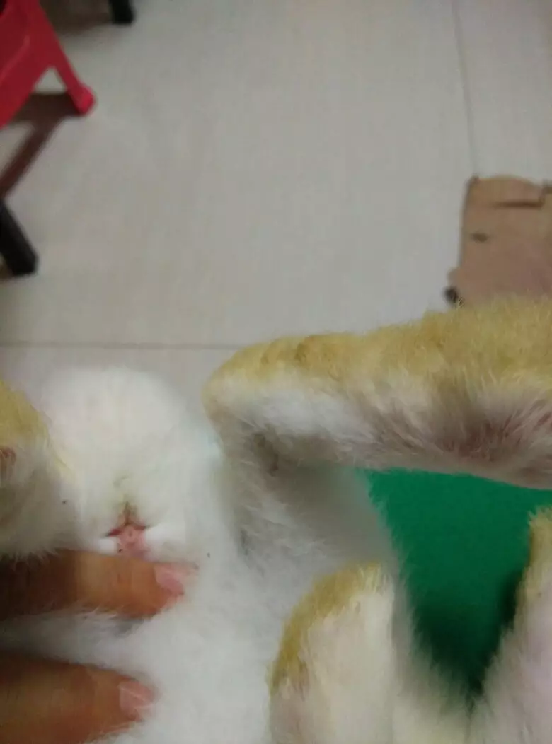 4、为什么男生喜欢摸小兔兔呢