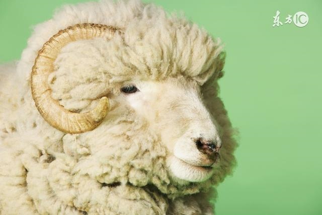 2、91年生属羊人阳历年几月几日入宅最吉利？