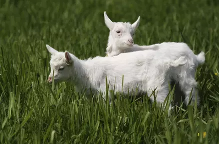 3、属羊女30岁后命运91年属羊女30岁后是什么命运