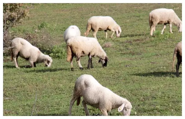 3、年喜事成堆，幸福不缺钱的生肖，你知道都有哪些生肖吗？