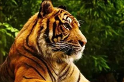 2、属虎的跟什么属相相冲