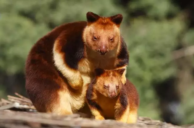 3、肉食动物。可长可短,带起来方便,还能保护人走夜路,没有毛,百元的东西，路地生物？