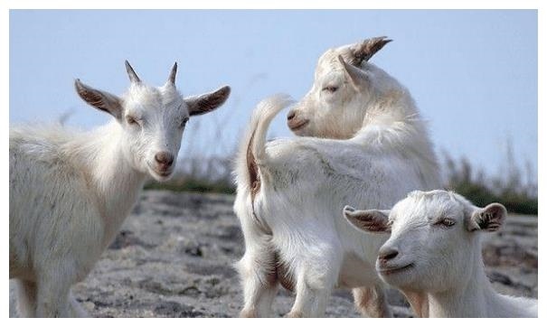 1、属羊人年运势？