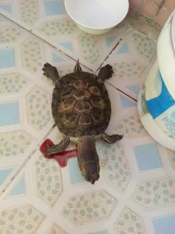 4、乌龟被晒死还能救活吗?