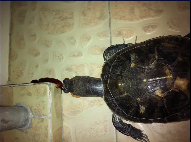 3、我养的乌龟刚刚死能不能救活