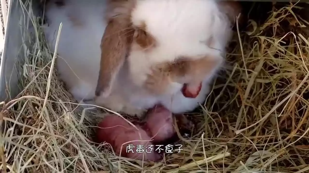 4、正月的兔宝宝好吗