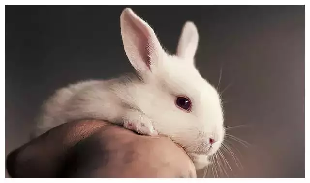 4、年生兔宝宝好不好