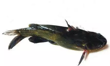 3、清江鱼和鲶鱼的图片对比