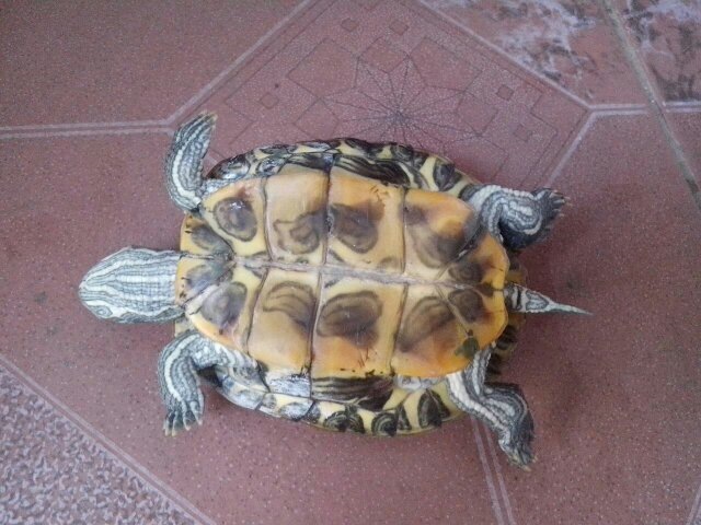 2、乌龟死了1天,能救活吗?