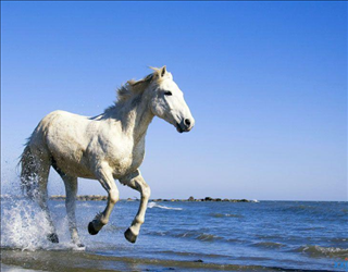 1、属马最命苦出生日期属马最命苦出生日期是什么时候