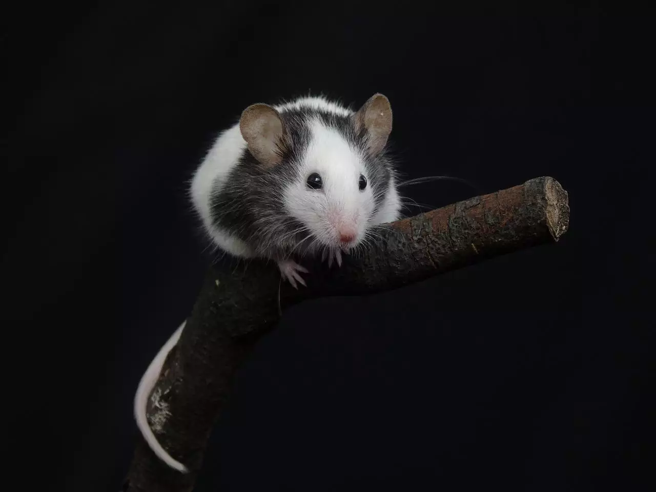 每日生肖属相查询 十二生肖运程查询