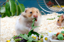 生肖算命免费网站 免费测算自己的命运