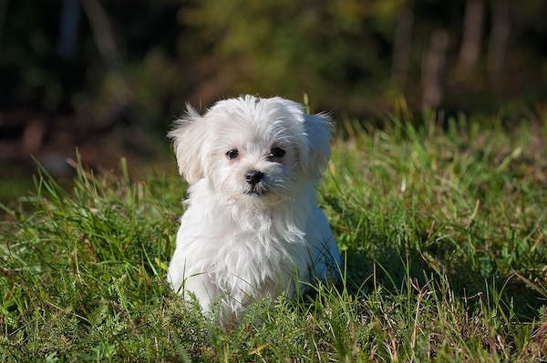 1666920771415102.jpg 狗3.jpg