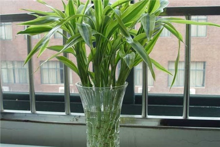 十种招鬼的花有哪些