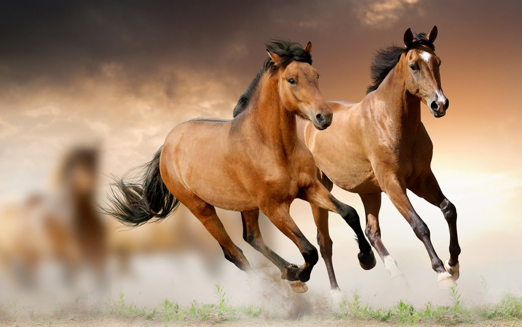 1670230372883853.jpg 48762f99e2872503-319fbc22117e5cf2-18200c238bd6347663c06c1ca2106bb8.jpg