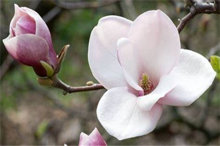 家里养花有哪些忌讳呢？