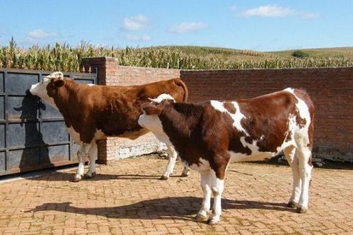 1670321728326367.jpg b576c1b65afc3149.jpg