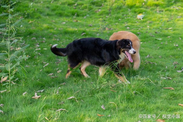 0属狗的女微信旺财旺运昵称