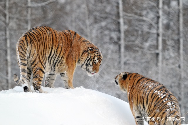 属虎的网名大全带好运 属虎女带来好运的微信名字