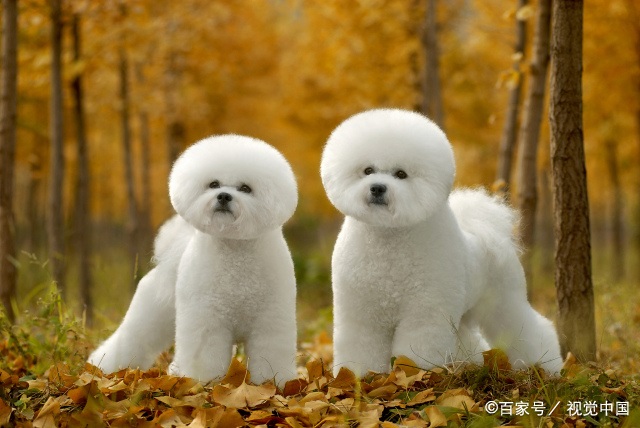 0属狗的女微信旺财旺运昵称