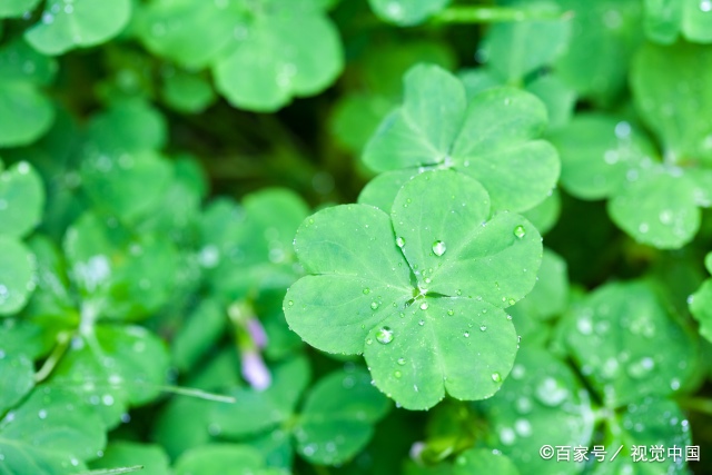 女人好运吉祥微信头像 女性用什么头像好运