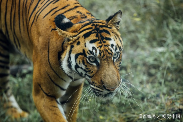 6年虎女火命起名字招财