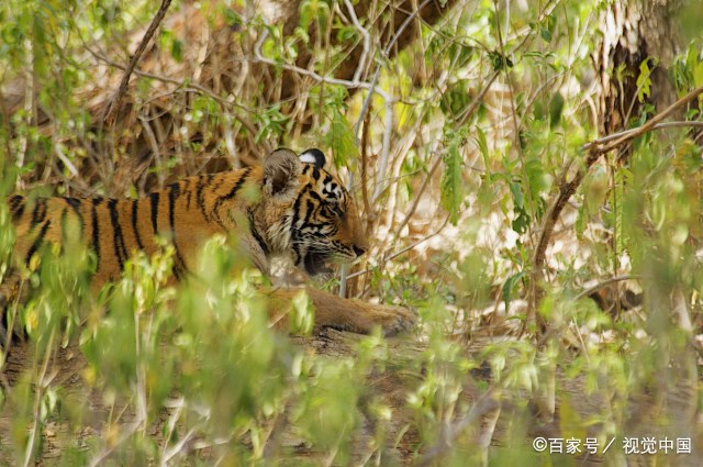 986虎年微信取什么名好