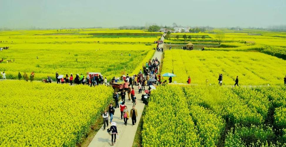 春节油菜花哪里旅游最好 油菜花旅游胜地